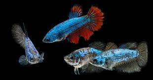 As kids we had so many but the only thing was these were violent fish and so we had to have separate. Female Betta Fish Appearence Tank Mates Care Guide