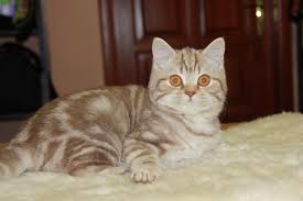 Maybe you would like to learn more about one of these? Kucing Marmar 33 Foto Keterangan Kucing Marmar Warna Merah Marmar Salji Dan Lain Lain Jenis Warna