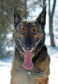 True Blue K9 Llc Www Tbk9 Com Belgian Malinois Malinois Dogs