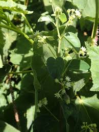 Image result for Helinus