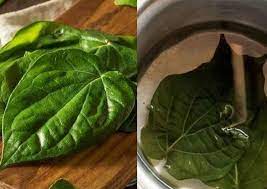 Kebanyakan daun sirih direbus lalu air rebusannya diminum. Cobalah Rebus Daun Sirih Selama 15 Menit Dan Minum Setiap Hari Penyakit Yang Ditakuti Semua Orang Dijamin Tak Akan Menyerang Semua Halaman Sajian Sedap