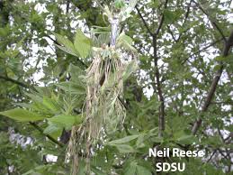 Image result for Aceraceae