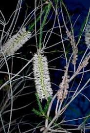 Image result for Melaleuca hamulosa