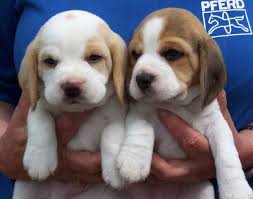 Check spelling or type a new query. Beagle Puppies Dancing Little Animals Photo Beagle Puppy Beagle Dog Lemon Beagle Puppy