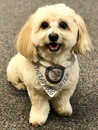 To earn an akc therapy dog™ title, you and your dog must meet the following criteria: Jeter My Co Therapist How Can A Dog Be A Co Therapist Inner Fokus