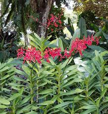 Le Jardin Aux Orchidees De Singapour Jardins Joli Jardin Jardin Des Orchidees