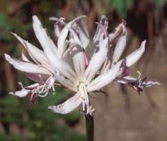 Image result for Nerine gaberonensis