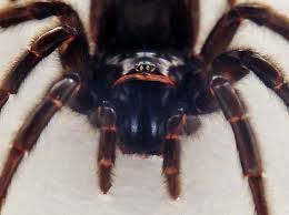 It is found in sydney, australia. Sydney Funnel Web Spider Atrax Robustus