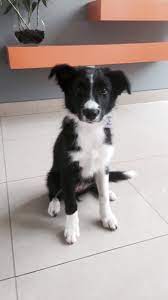 I Miss You My Little Angel Puppy Time Herding Dogs Kitten Love