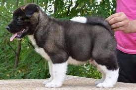 Akita puppies for sale near san antonio, texas, usa, page 1 (10 per page) puppyfinder.com is your source for finding an ideal akita puppy for sale near san antonio, texas, usa area. Akita Puppies For Sale Dallas Tx Akita Puppies Akita Puppies For Sale Puppies For Sale