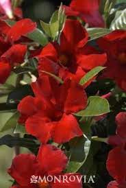 Sun Parasol Giant Crimson Mandevilla Red Flowers Plants Flowers Perennials