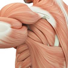 The human muscular system is complex and has many functions in the body. Muscular System Facts Facts Just For Kids