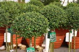Kugel Liguster Ligustrum Delavayanum Baumschule Horstmann Liguster Pflanzen Immergrune Pflanzen