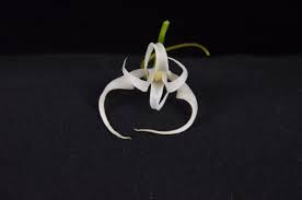 Image result for Cyrtorchis chailluana