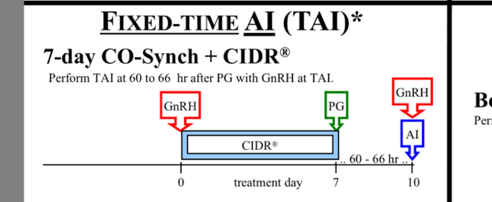 What synchronizing protocols are used for breeding show cattle?