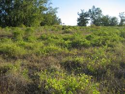 Image result for Sclerodactylon macrostachyum