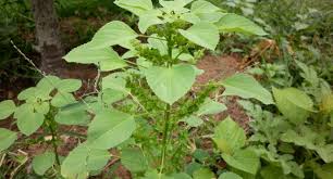 Image result for Acalypha indica