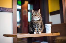 Our inaugural signature blend was named for a cat named henry who liked to warm up next to the roasters. Cat Cafes In Seattle