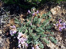 Image result for Agelanthus musozensis