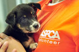 We ask fosters to take care of their foster animals as though they were their own, ideally until we find the animal a loving adoptive home. Fosters Needed In Nyc At The Aspca Aspca