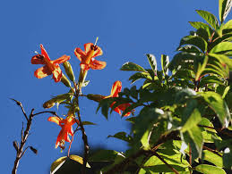 Image result for Tecomaria nyassae