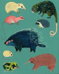 Spiny Spiky Prickly Creatures Illustration Painting Gouache On Board Echidna Armoured Rat Tenrec Animal Illustration Illustration Children Illustration