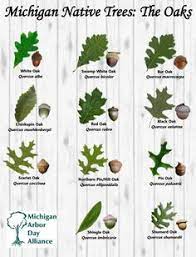 Quercus The Oak Trees Of Michigan I Love Being Able To Identify Trees In My Backyard I Love That Tree Leaf Identification Leaf Identification Trees To Plant