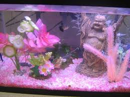 Fish Tank Pink Fish Tank Decorations Cool Fish Tanks Pink Fish