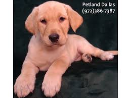 Dallas animal services's adoption process. Labrador Retriever Dog Female Yellow 3101483 Petland Dallas Tx