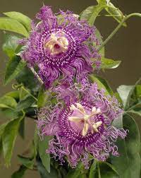 Passion Passionsblume Passion Flower Amazing Flowers Flowers