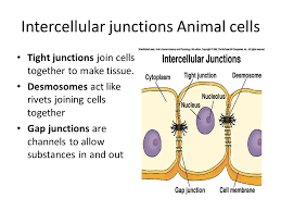 Anchoring junctions are cell junctions that are anchored to one another and attached to components of the extracellular matrix. Cells Ppt Video Online Download