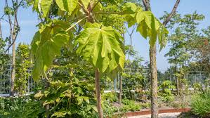 Image result for Tetrapanax