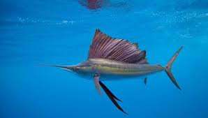 Sailfish Fastest Fish Fun Facts About Animals Sea Animals Animal Facts