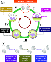 Image result for Transferrin