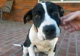 Great Dane Mix Is Happy Go Lucky Great Dane Mix Great Dane Puppy Great Dane Dogs