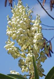 Plante grasse d interieur tombante. Plante Grasse A Fleur La Liste Des 20 Plus Belles Pour Votre Jardin