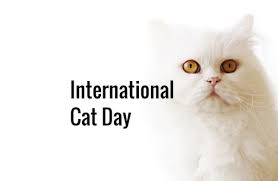 But read on anyway to unwrap the mysteries of international box day! International Cat Day 2021 How And Why Is It Celebrated Bookmypainting