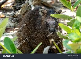 Image result for Commicarpus pilosus