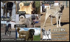 Kangal Kopegi Kuyruk Yapisi Simit Kuyruk