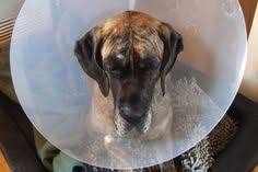 keine lastige halskrause nach kastration hundin frag mutti halskrause hund hundin halskrause