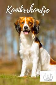 Het nederlandse kooikerhondje is een vrolijke, attente en intelligente hond, die leergierig is en niet snel vergeet. Der Kooikerhondje Auch Nederlandse Kooikerhondje Genannt Ist Ein Ehemaliger Jagdhund Aus Den Niederlanden Der Heute Hauptsach Hunderassen Hunde Rassen Hunde