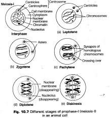 Cell Cycle And Cell Division Cbse Notes For Class 11 Biology Cbse Tuts Cellcycleandcelldivisionclass11 Cell Division Cell Cycle Cell Biology Notes