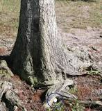 Image result