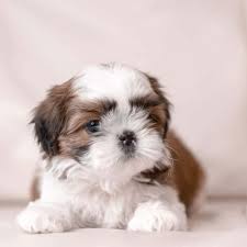Shih Tzu Colors Complete List Of All Recognized Coat Colors