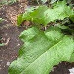 Image result for Rumex nepalensis