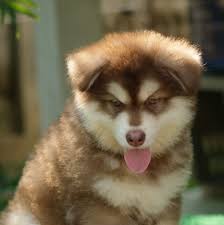 Check spelling or type a new query. Alaskan Malamute Giant Puppy Pets Lovers