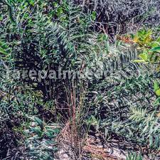 Image result for Tragia brevipes