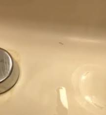 Maybe you would like to learn more about one of these? Tiny Worm In Bathroom Sink All About Worms