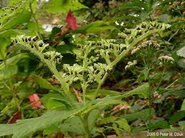 Image result for Laportea ovalifolia