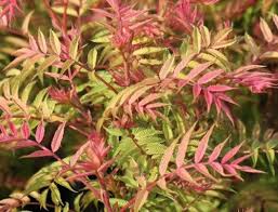 Image result for Scleria sobolifer